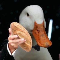The Royal Feathered 🦆 (@duck4i) 's Twitter Profile