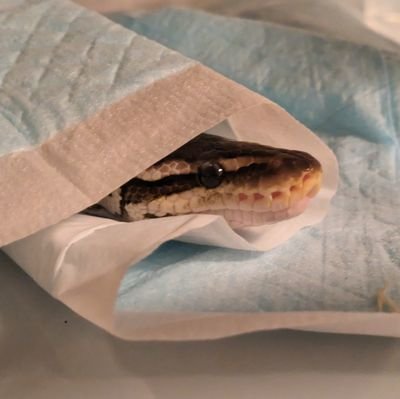 我が家のアイドルごぼうさん♂の成長日記アカウント🐍
名前の由来は茶色いから←
無言フォロー失礼します_(._.)_💦
#ボールパイソン
ピューター
シナモンパステル