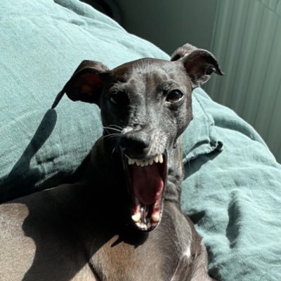 Navidos's profile picture. WoMaN liFe fReEdOm