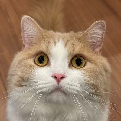 lilyan77777's profile picture. 