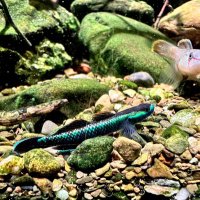 FKNL-5 (@hendrarui) Twitter profile photo