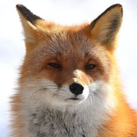 Fox (@fox_late) 's Twitter Profile