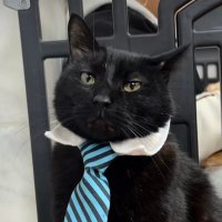 ex sbc (@freecathflow) 's Twitter Profile