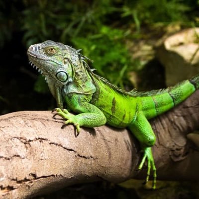 boydyke central | iguana lover