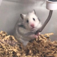 ぽこ🥦🍎🌽🍓 (@hanasityuuka) 's Twitter Profile Photo