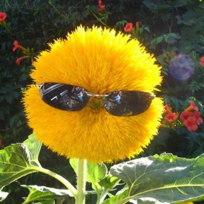 jordorpor's profile picture. ( Ꙭ ) medtech chula ☆📒 ꩜
goal : 1st class honor