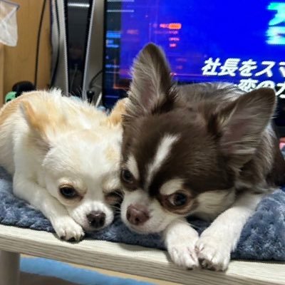 akarinrin0921's profile picture. 嫁居ます 千居ます ハク居ます 幸せです。ハクは9月1日誕生日 千は3月18日 どんどんいいねしてあげてください😊 可愛い動物勝手にフォローしてます。すみません。フォロー大歓迎です！投稿は不定期です。