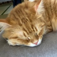 いわしん (@shinshincpa) 's Twitter Profile
