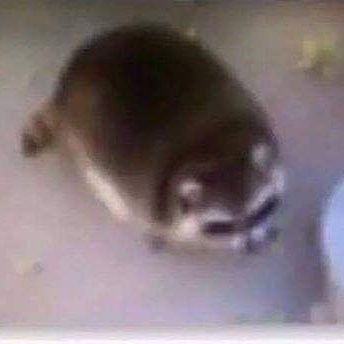 raifiu1's profile picture. i cook sometimes |
@tacetfiu  🦭