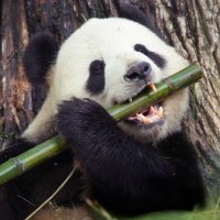 PandaAutism(@Panda_Banned) 's Twitter Profile Photo