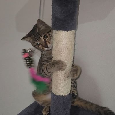 THE_LUE_OSOVA's profile picture. 「なにかしよう」
そう思い立ったが吉田です