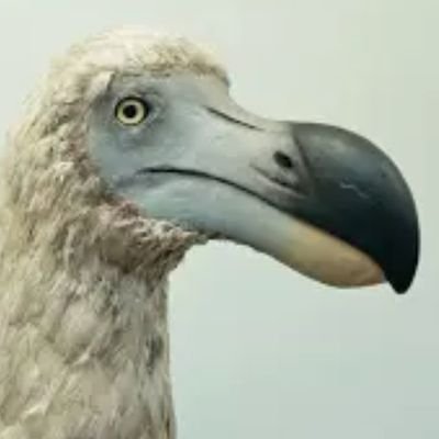 I love dodo