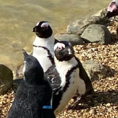 becausemaybe1's profile picture. 