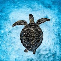 Seaturtle lovers club(@Seaturtlelovers) 's Twitter Profile Photo