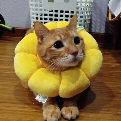 shovietnam's profile picture. 2016年からなんとなく日本を出てベトナムに住んでいます。猫が大好きです。コロナで暇をしている。