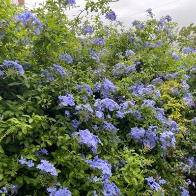 devlarge_'s profile picture. 