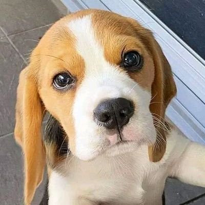 welcome to💕 @Beagleloversc
we share Daily contents #Beagle
Follow us if you Really love Beagle 💙
