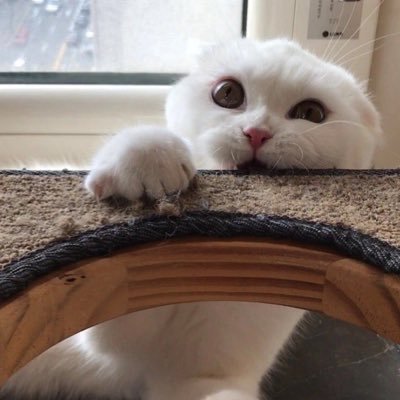 Puraaa_wang's profile picture. Mathematics