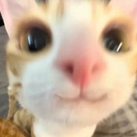 tangjaitangjaitangjai (@pomodor0q_ter) 's Twitter Profile