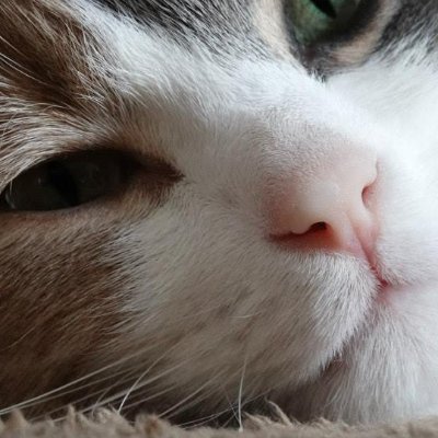 ChickenTheCat7 Profile Picture