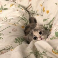 u (@5lily__) 's Twitter Profile