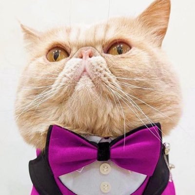 steve_is_my_cat Profile Picture