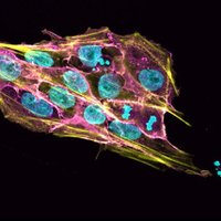 Giulio Abagnale (@stemcellgiulio) 's Twitter Profile