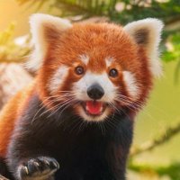 ⚡𝔼𝕝 𝕡𝕒𝕟𝕕𝕒 𝕣𝕠𝕛𝕠⚡ (@millero8) 's Twitter Profile Photo ⚡𝔼𝕝 𝕡𝕒𝕟𝕕𝕒 𝕣𝕠𝕛𝕠⚡ (@millero8) 's Twitter Profile Photo