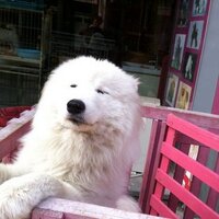 チョコ太郎 (@dachir32) 's Twitter Profile