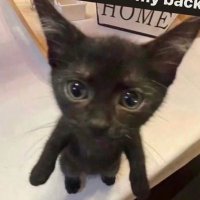 Nó (@_idc_bitch) 's Twitter Profile