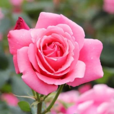 Mahmudunnabi7's profile picture. 