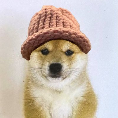 Baby Dog wif hat following his way to Daddy @dogwifcoin