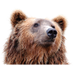 MultiPolar (@your_tweety) Twitter profile photo MultiPolar (@your_tweety) Twitter profile photo