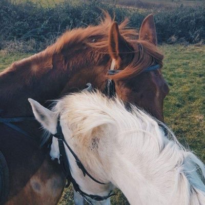 AlQSH1's profile picture. 