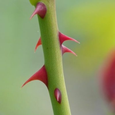 Thorny Justice Profile