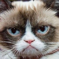 Grumpy Cat (😡,😾) $GRUMP(@GrumpyCatSo1) 's Twitter Profileg