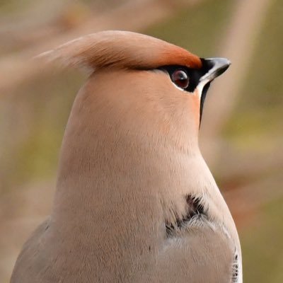 Love Birding around Teesside and surrounding area. Trying to find my feet with bird and wildlife photography.