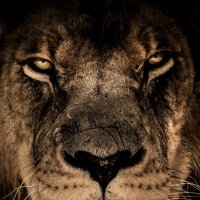 Simba 🦁(@ilovesharks19) 's Twitter Profile Photo