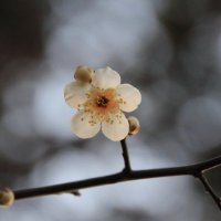 플루메리아 (@clementia2023) 's Twitter Profile