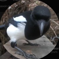 Wild Birds in Paris(@BirdsWatch_TV) 's Twitter Profile Photo