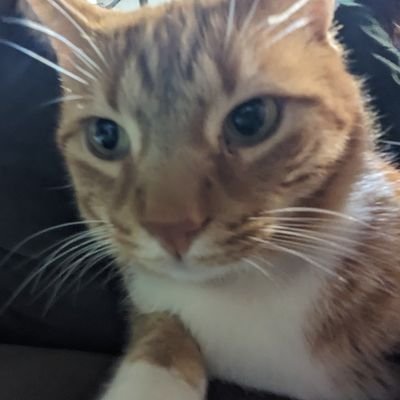 odexetrum's profile picture. random stuff