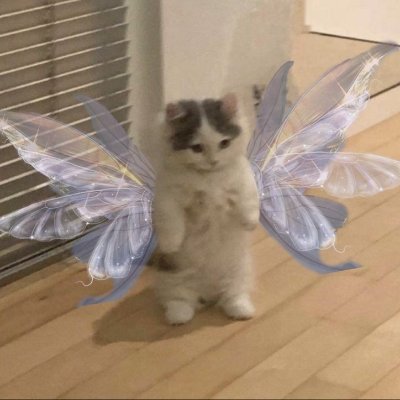 _bellaraujoo's profile picture. 