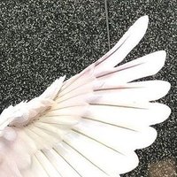 DexterWrowli (@angelfr73822733) 's Twitter Profile Photo