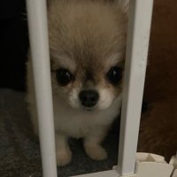점심병자 (@zz4rk0) 's Twitter Profile