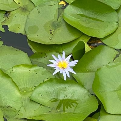 Wife, Mum, Gamgam. Passionate supporter of First Nations People, Labor & SES - Swans, Eels, Swifts; Teacher X 30 yrs; child protection caseworker (ret).