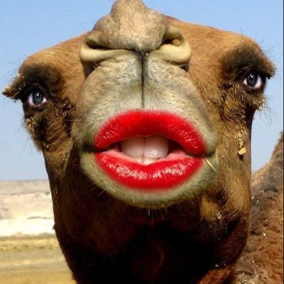 CamelSlider Profile Picture