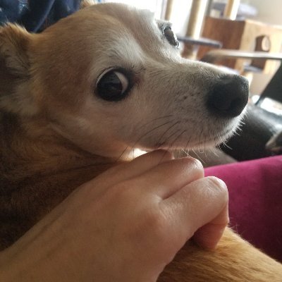 DogsNmusic4life's profile picture. 