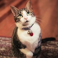 wisem6663's profile picture. ペット愛好家で純粋な心を持つ