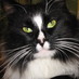 Terri O'Hara (@animalwize) Twitter profile photo