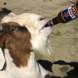 Beer drinking, freedom loving goat, Mayor of Lajitas, TX. Be Free! (Not official). Let's Go Brandon!